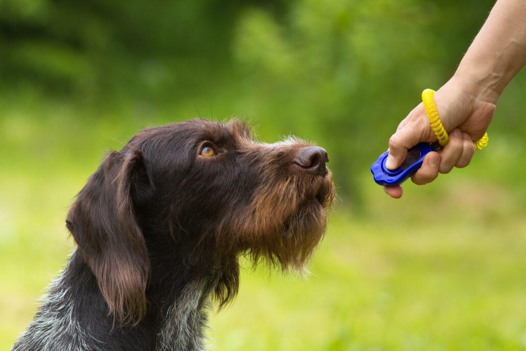 Markersignal Hund