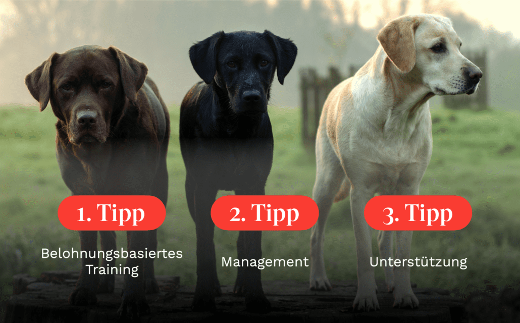 Tipps im Hundetraining