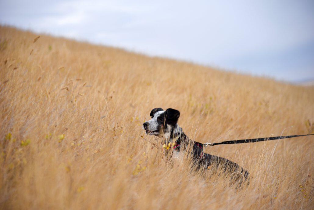 Hund zieht an der Leine