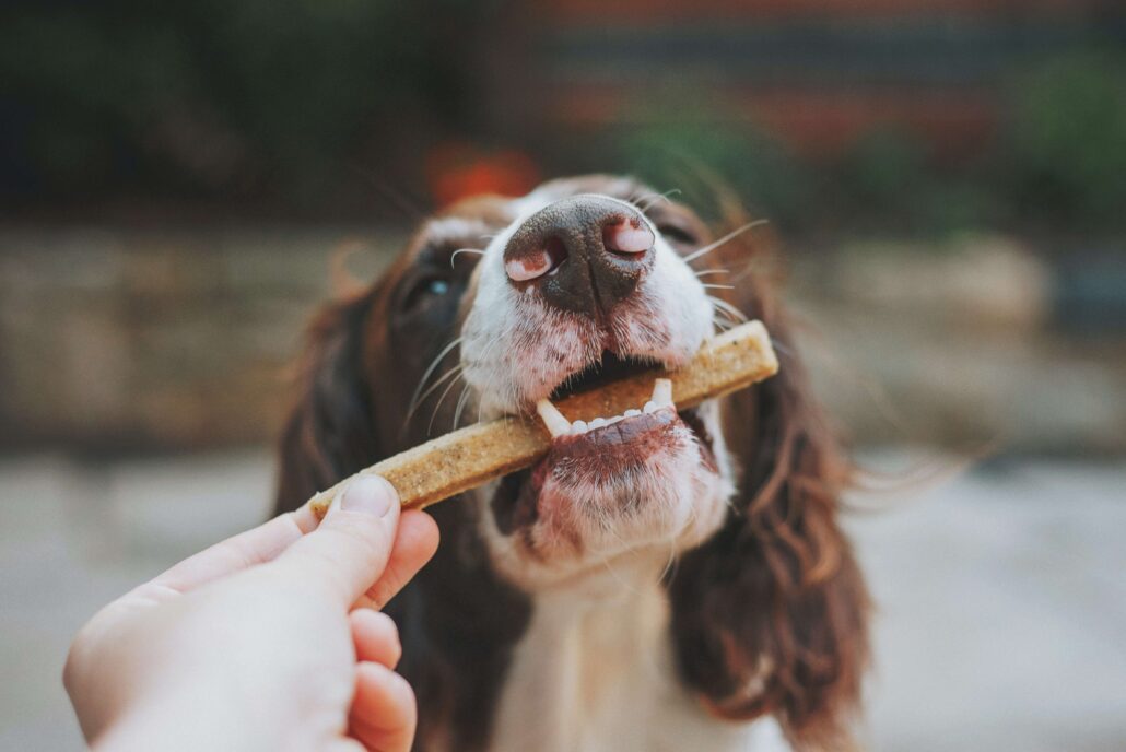 Hund Leckerli