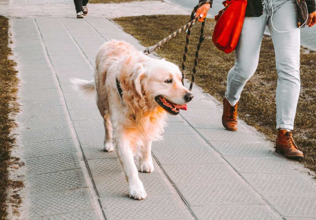 Hund Spaziergang