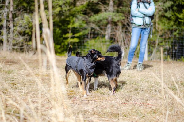 Körpersprache in Hundebegegnungen